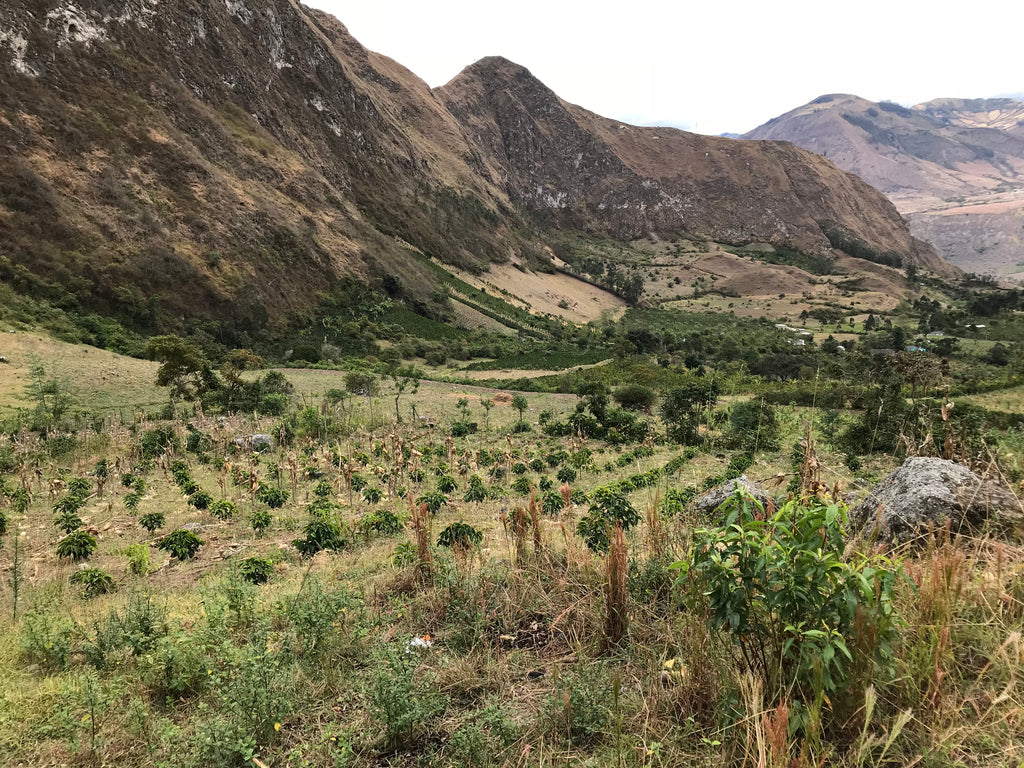 Nariño: Five Reasons This Is A Coffee-Growing Paradise!