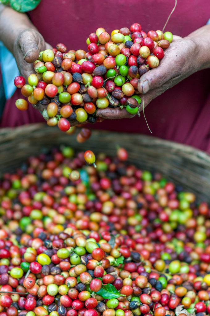 Coffee Origin Deep Dive: Nicaragua