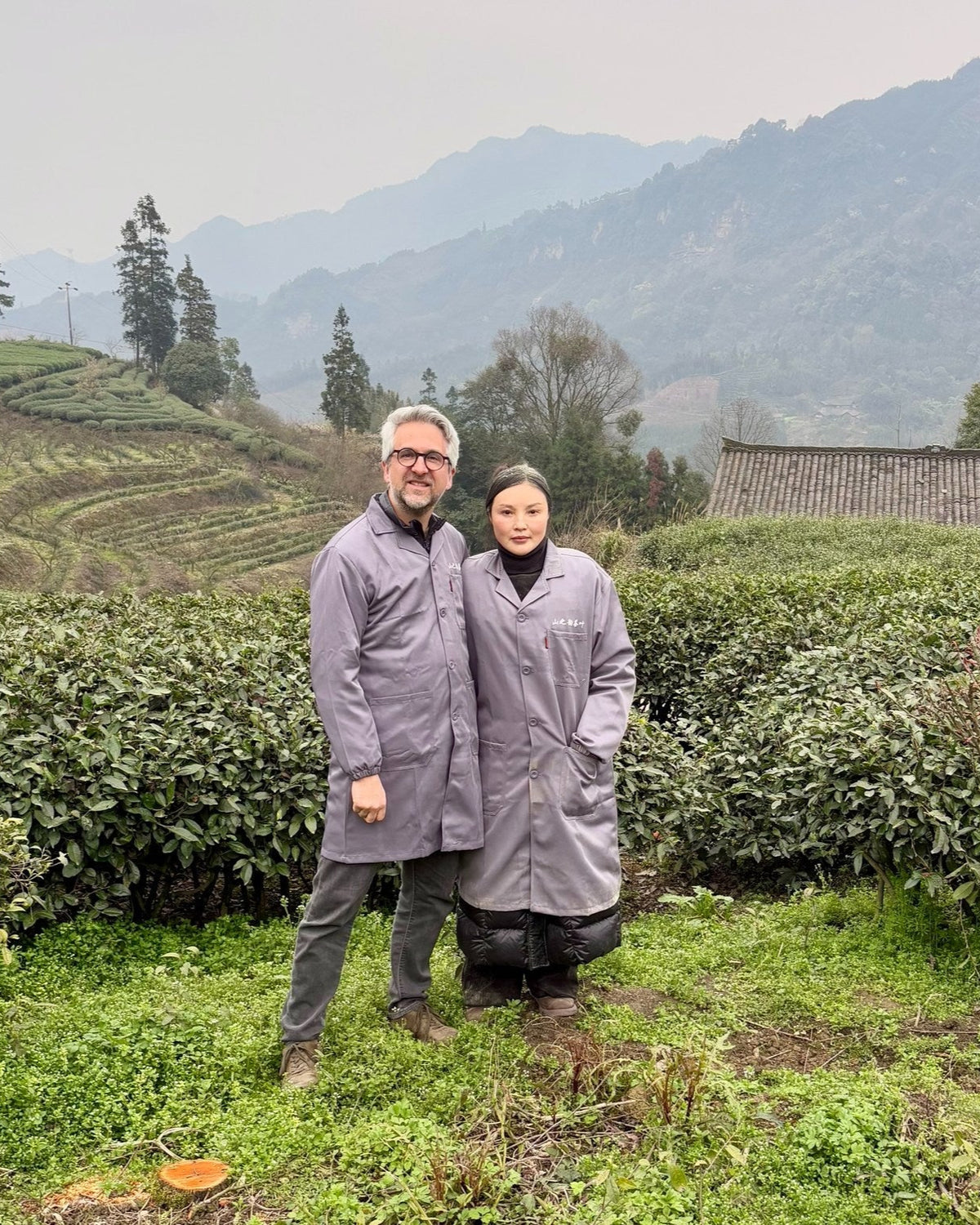 Photo of Camellia Sinensis